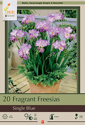 Freesia Single Blue 15 Pack