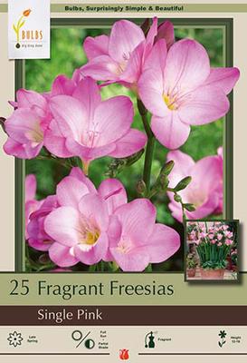 Freesia Single Pink 15 Pack