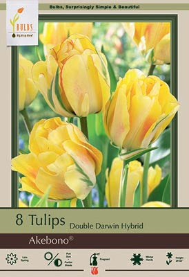 BULB, TULIP AKEBONO 10/PK