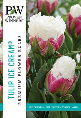 Tulip Ice Cream Bulbs 10/Pack