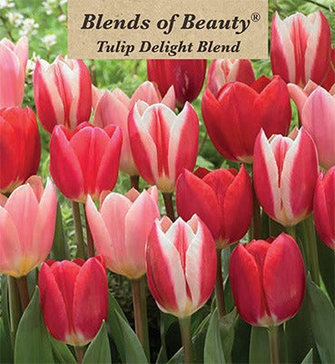 Tulip Delight Blend Bulbs 12/Pack