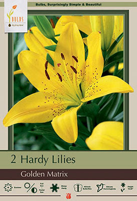 BULB, LILIUM ASIATIC GOLDEN MA