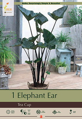 Colocasia Tea Cup 1 Pack