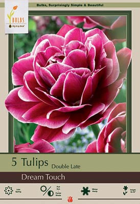 Tulip Dream Touch Bulbs 6/Pack