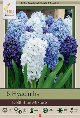 BULB, HYACINTH DELFT BLUE MIX