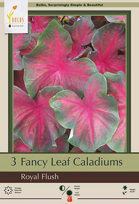 BULB, CALADIUM FANCY LEAF ROYA