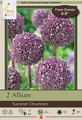 Allium Summer Drummer Bulbs 2/Pack