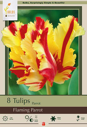 Tulip Flamingo Parrot Bulbs 8/Pack