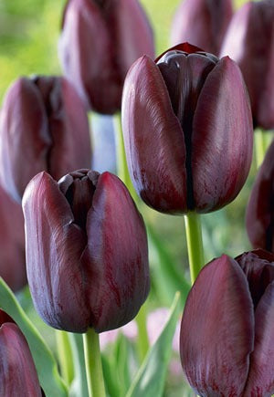 Tulip Queen Of Night Bulbs 10/Pack