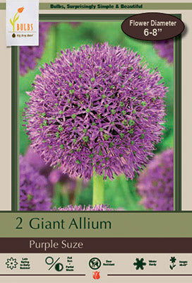 Allium Purple Suze Bulbs 12/Pack