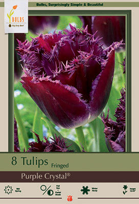 Tulip Purple Crystal Bulbs 7/Pack