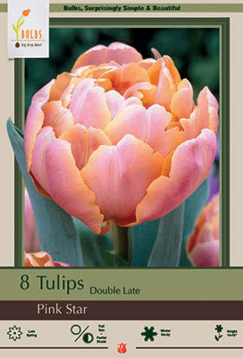 BULB, TULIP PINK STAR 8/PK