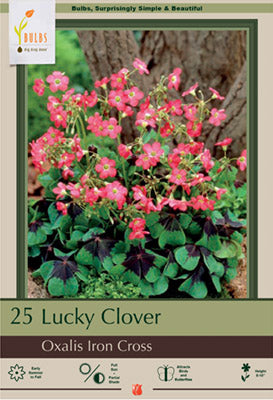 Oxalis Iron Cross 25 Pack