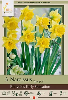 Narcissus Rijnvelds Early Sensation Bulbs 6/Pack