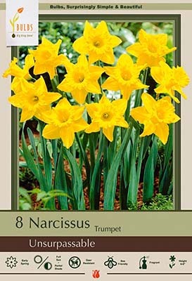 Narcissus Unsurpassable Bulbs 8/Pack