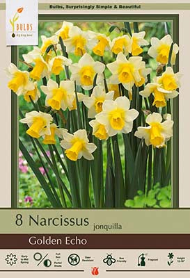 Narcissus Golden Echo Bulbs 8/Pack