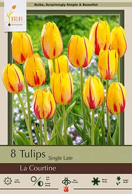 Tulip La Courtine Bulbs 8/Pack