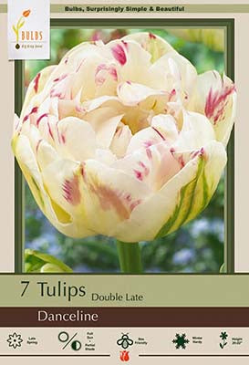 Tulip Danceline Bulbs 7/Pack