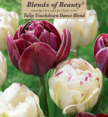 Tulip Touchdown Dance Blend Bulbs 10/Pack