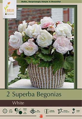 Begonia Superba White 2 Pack