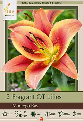 Lilium Oriental Trumpet Montego Bay 2 Pack