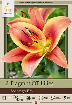 BULB, LILIUM ORIENTAL TRUMPET