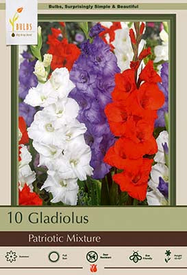 BULB, GLADIOLUS LG. FLOWERING