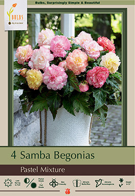 Begonia Samba Pastel Mixture 4 Pack