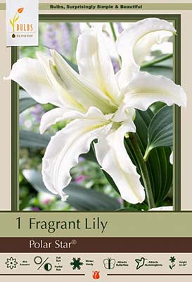 BULB, LILIUM ORIENTAL DOUBLE P