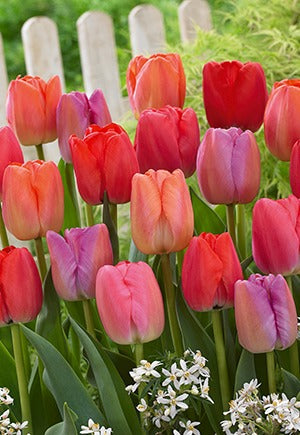 Tulip Pride Blend Bulbs 15/Pack