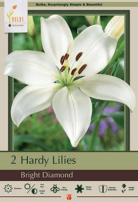 BULB, LILIUM ASIATIC BRIGHT DI