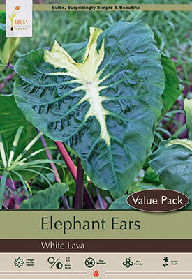 Colocasia White Lava 1 Pack