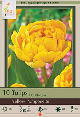 BULB TULP YELLW POMPNTTE 10/PK