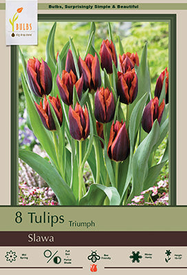 BULB, TULIP SLAWA 8/PK