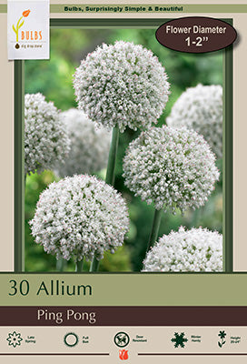 Allium Ping Pong Bulbs 30/Pack