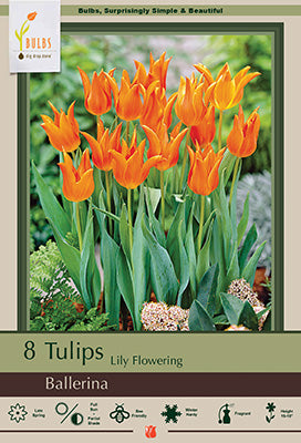 Tulip Ballerina Bulbs 8/Pack