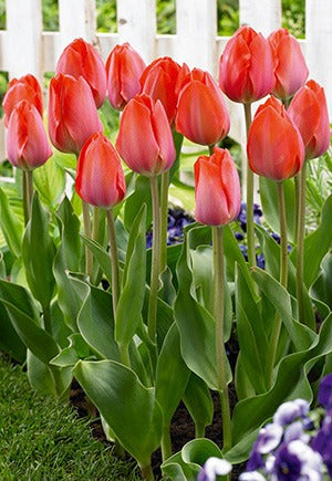 Tulip Orange Van Eijk Bulbs 10/Pack