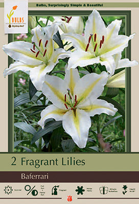 Lilium Oriental Baferrari 2 Pack
