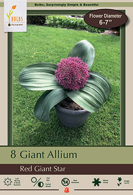 BULB, ALLIUM RED GNT STAR 8/PK