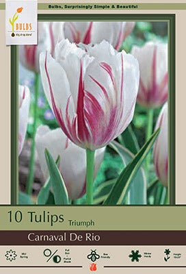 Tulip Carnaval De Rio Bulbs 10/Pack