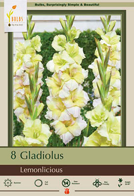 BULB, GLADIOLUS LG. FLOWERING