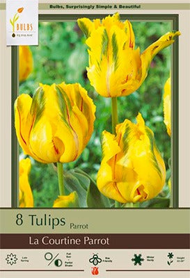 Tulip La Courtine Parrot Bulbs 8/Pack