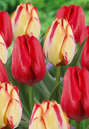 Tulip Spring Break Blend Bulbs 18/Pack