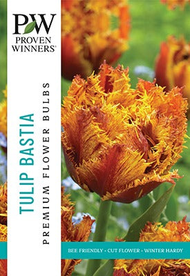 Tulip Bastia Bulbs 10/Pack