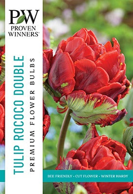 Tulip Rococo Bulbs 15/Pack