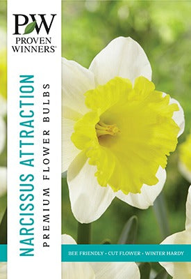 Narcissus Attraction Bulbs 10/Pack