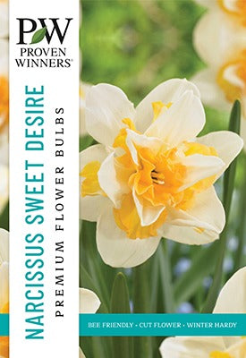 Narcissus Sweet Desire Bulbs 14/Pack