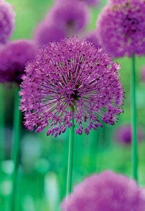 Allium Purple Sensation Bulbs 8/Pack