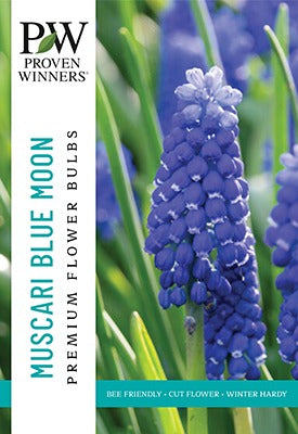 Muscari Blue Moon Bulbs 45/Pack