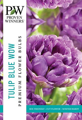 Tulip Blue Wow Bulbs 10/Pack